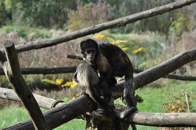 Capucin à poitrine jaune