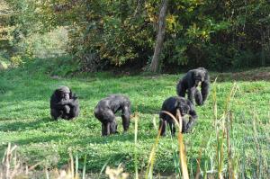 Chimpanzé