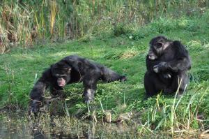 Chimpanzé