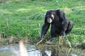Chimpanzé