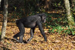 Bonobo