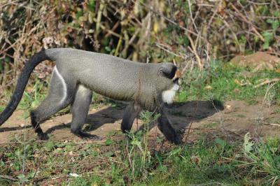 Cercopithèque de Brazza - 2011