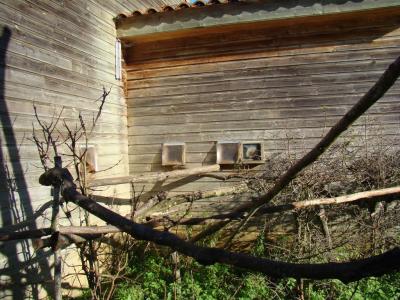Saki à face blanche - Titi