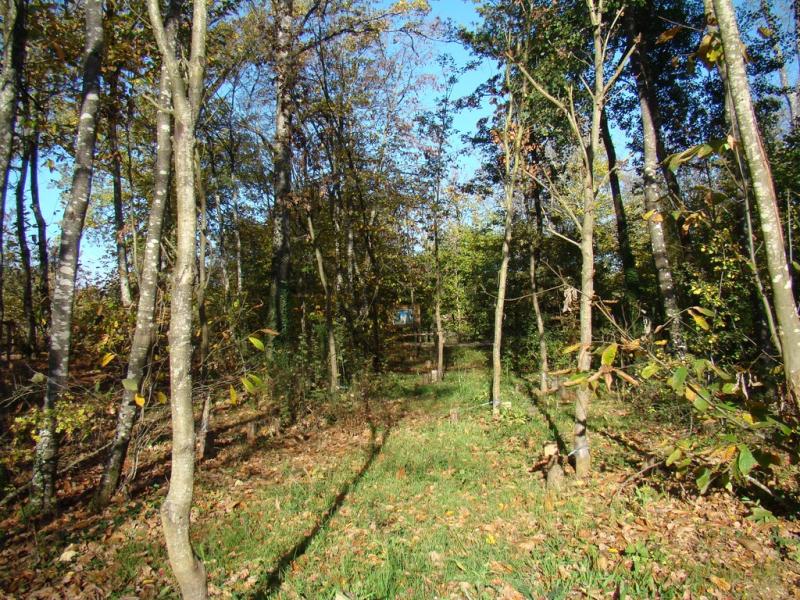 Lémuriens