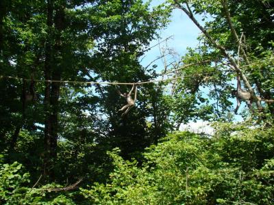 Atèle à ventre blanc - 2011