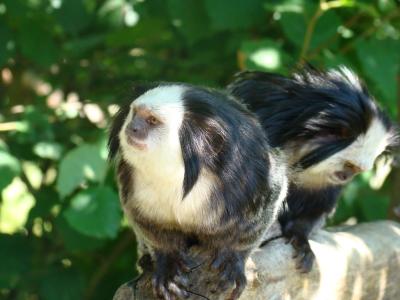 Ouistiti à face blanche - 2011