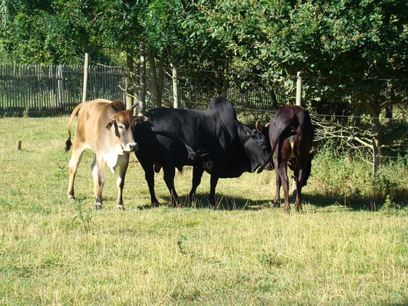 La petite ferme