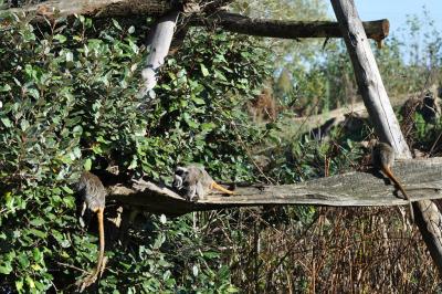 Tamarin empereur - 2011