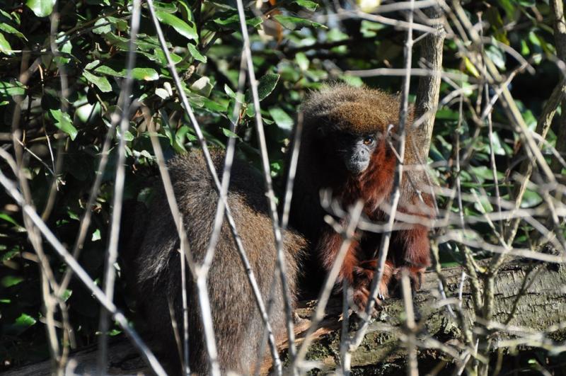 Saki à face blanche  - Titi