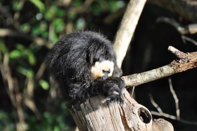 Saki à face blanche - 2011