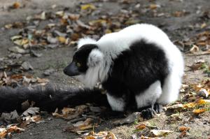Maki vari noir et blanc
