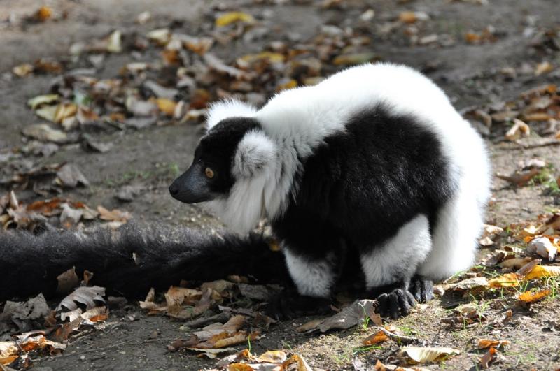 Maki vari noir et blanc