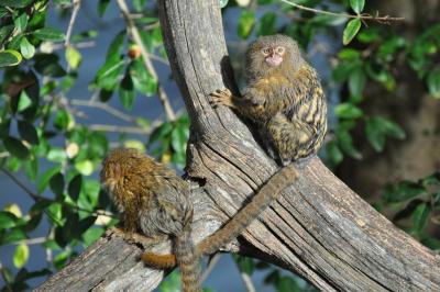 Ouistiti pygmée - 2011