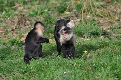 Capucin à épaules blanches - 2011