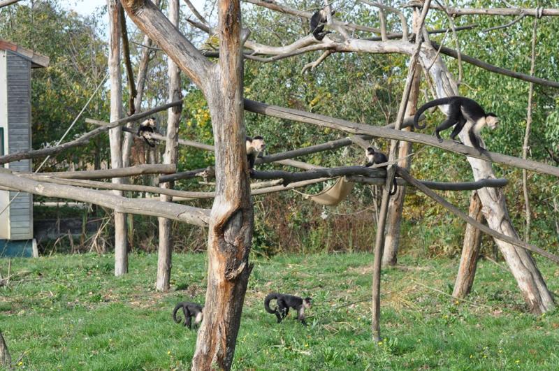 Capucin à épaules blanches