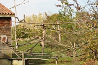 Capucin à poitrine jaune - 2011