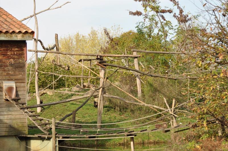 Capucin à poitrine jaune