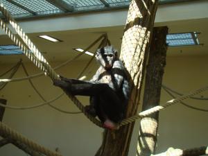 Bonobo