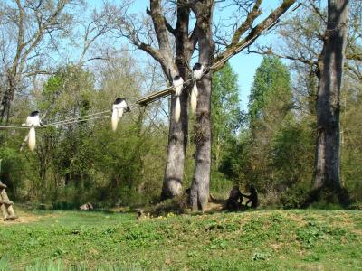 Colobe guéréza - 2011