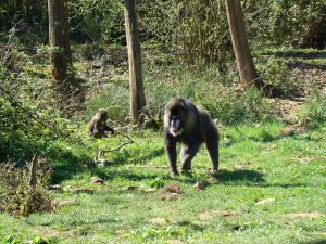 Mandrill