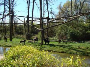 Mandrill