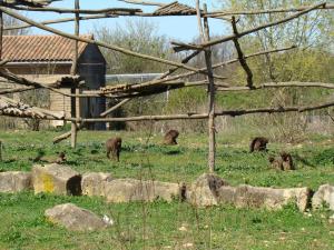 Gelada