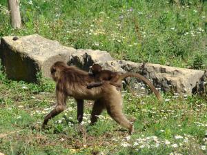 Gelada