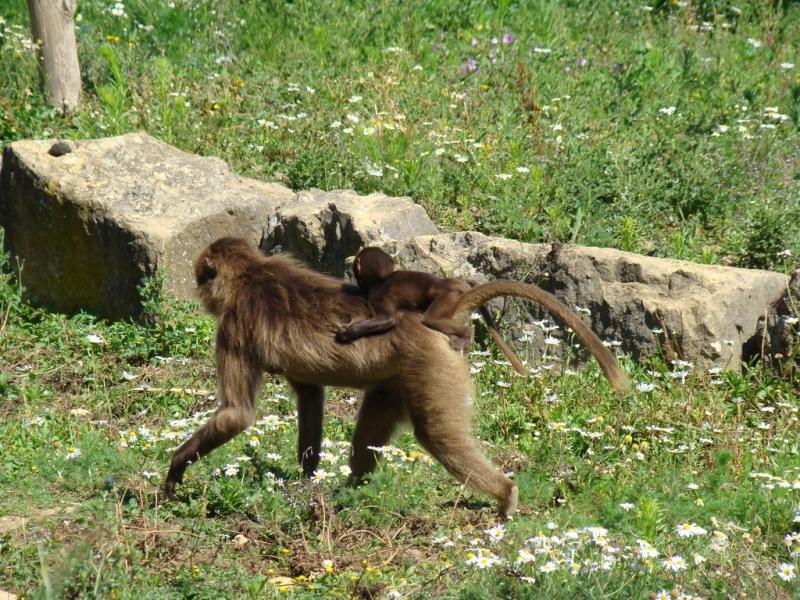 Gelada