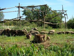 Gelada