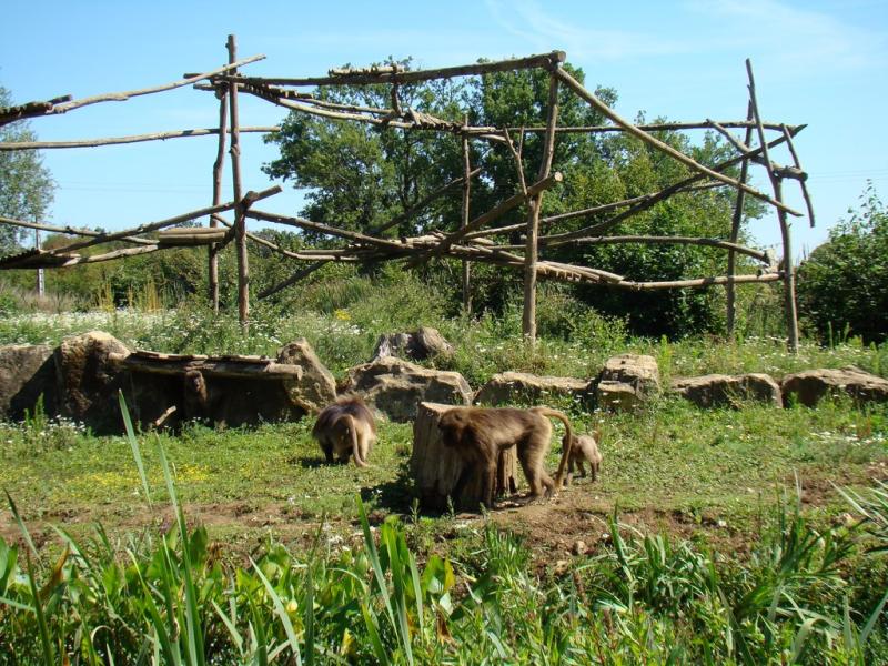 Gelada