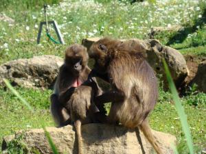 Gelada