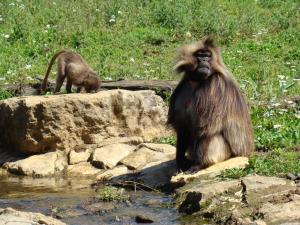 Gelada