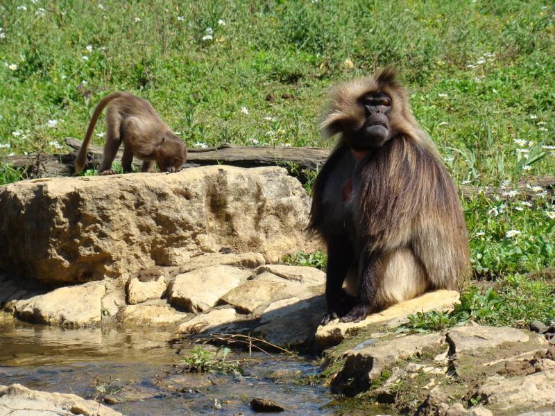Gelada
