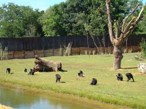Bonobo