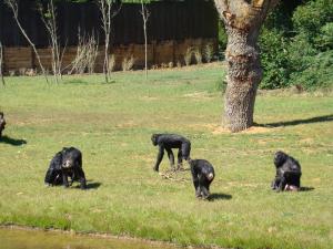 Bonobo