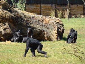 Bonobo