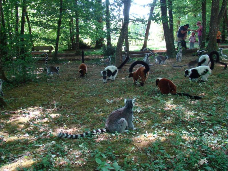 Lémuriens