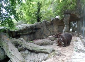 Ours brun