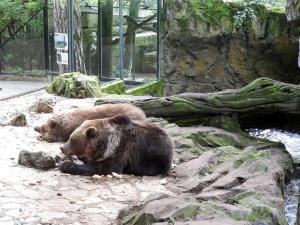 Ours brun