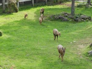 Cerf cochon