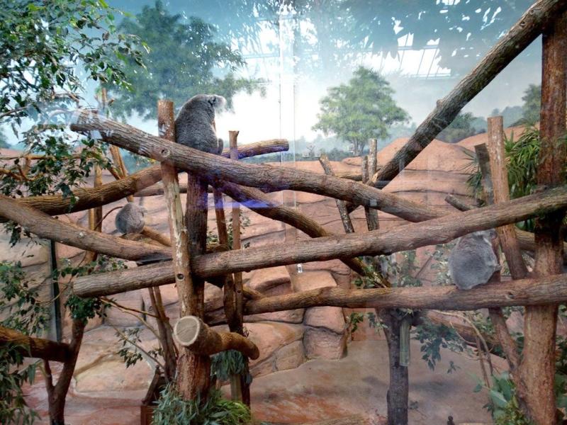 Koala