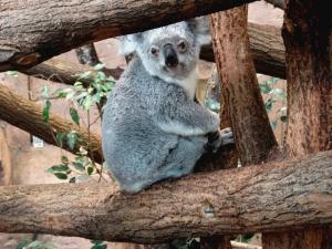Koala