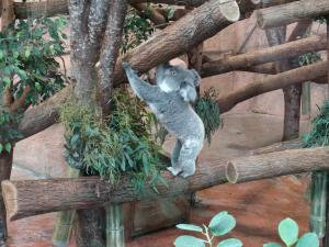 Koala