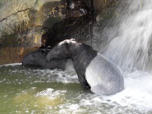 Tapir malais