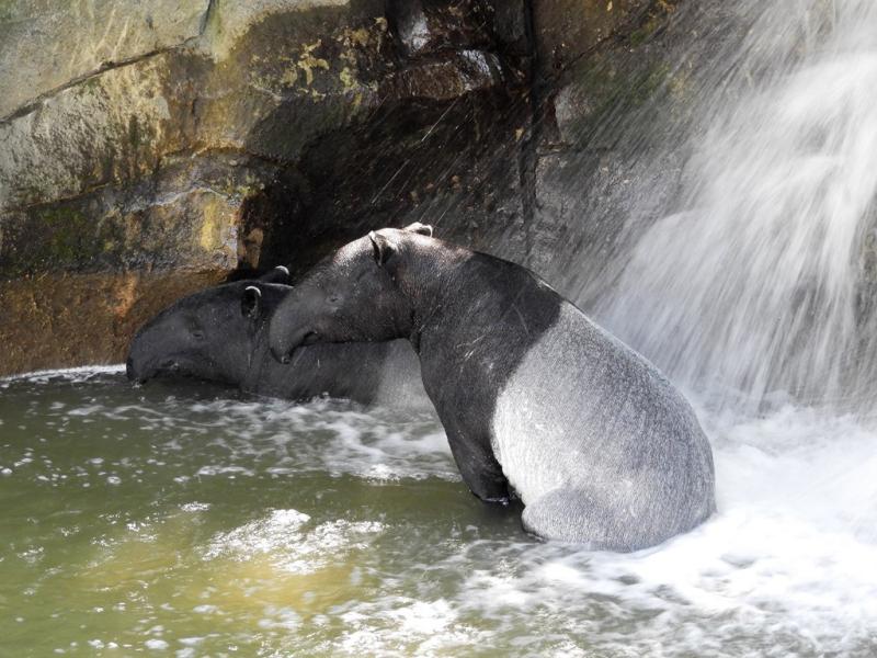 Tapir malais