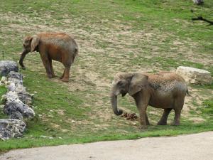 Eléphant d'Afrique