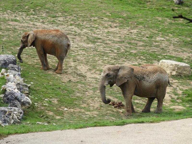 Eléphant d'Afrique