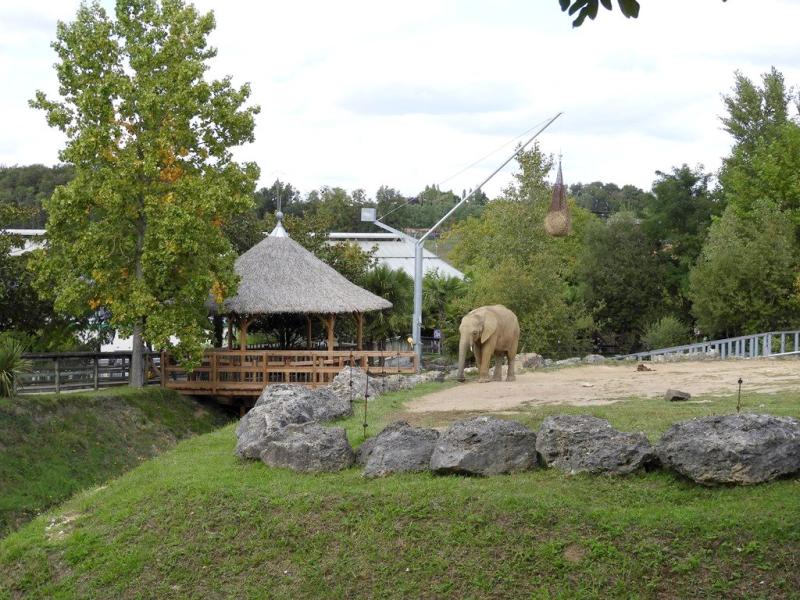 Eléphant d'Afrique