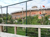 Condor - Ibis rouge