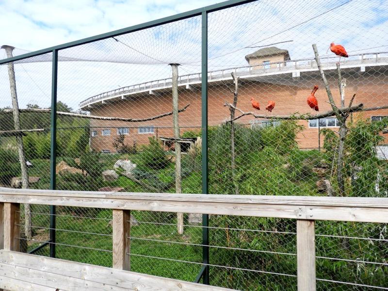 Condor - Ibis rouge